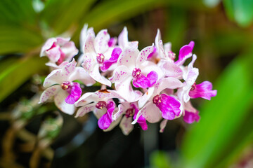 Beautiful orchid flower in the garden, close-up Rhynchostylis gigantea orchid, Thailand, soft focus.
