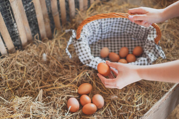 Hand picking an organic fresh eggs to basket in farm. Concept of caring farming or agriculture and Eco-friendly Food or Eco organic chicken farm, free cage. Local farm or Sustainable business. © Irin