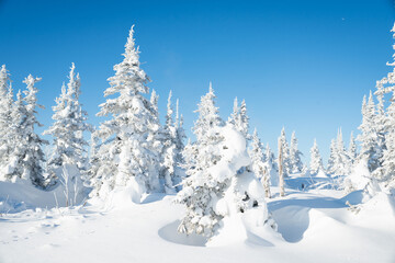 snow covered trees