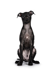 Cute male Italian Greyhound aka Italian Sighthound pup, sitting up facing front. looking straight...