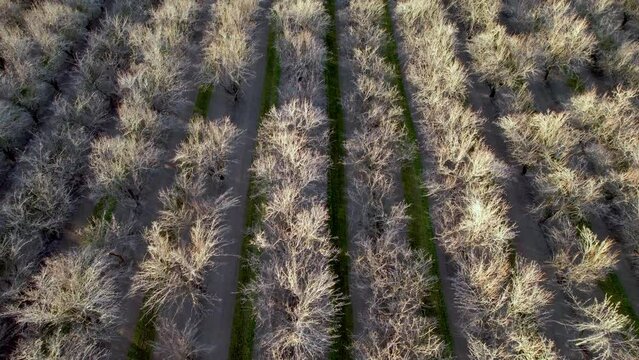 almond orchard aerial near modesto california