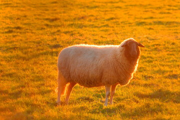 Suffolk white sheep with a black head on a green meadow in the sun, golden hour.