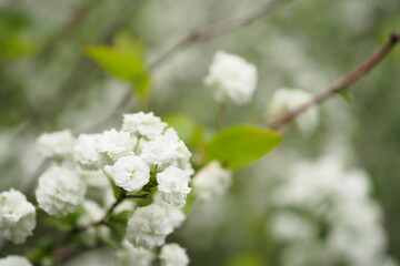 シジミバナ, Bridal wreath
