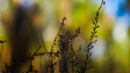 Forêt des Landes de Gascogne, illuminée par le soleil couchant, en période hivernale