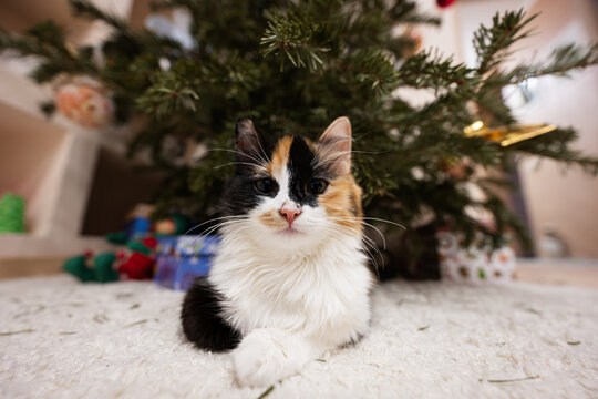 Young three color cat sits under Christmas tree.