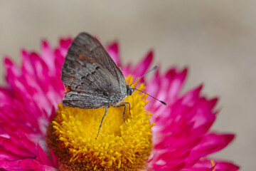mariposa sobre flor siempre viva rosada o purpura, foto macro