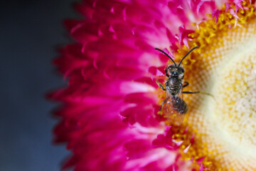 insecto avispa pequeña sobre flor siempre viva rosada o purpura, foto macro copy space