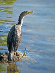 Anhinga Bird Ding Darling Wildlife Refuge Sanibel Florida