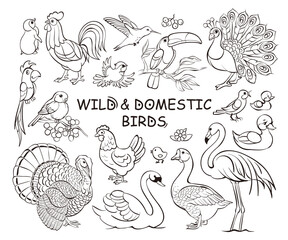 Set of wilde and domestic birds doodles, hand drawn icon illustrations on white background. Banner traditional sketch line art style. Vector cartoon isolated illustration.