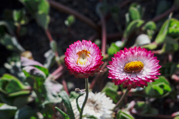 Fototapeta premium closeup o macro flor siempre viva rosada o rosada obscura