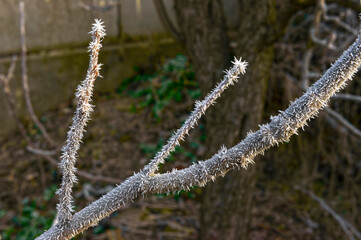 Closeup tree twigs feathered with heavy frost of feather-like form.