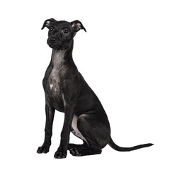 Cute male Italian Greyhound aka Italian Sighthound pup, sitting side ways. looking away from camera. Isolated cutout on a transparent background.