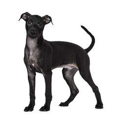 Cute male Italian Greyhound aka Italian Sighthound pup, standing side ways. looking straight to camera. Isolated cutout on a transparent background.