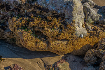Honey comb worm tubes Sabellaria alveolata