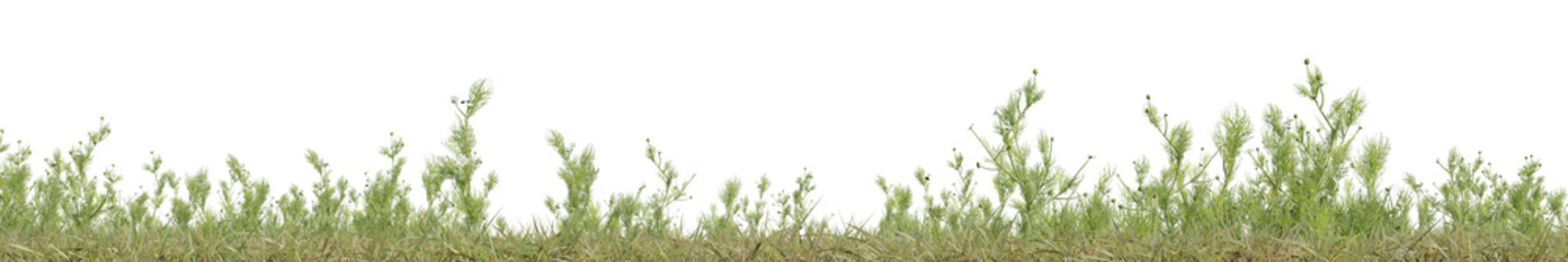 Fototapeta premium Evergreen flowers and grass field in nature, Flowres on garden in springtime, Tropical forest isolated on transparent background - PNG file, 3D rendering illustration for create and design or etc