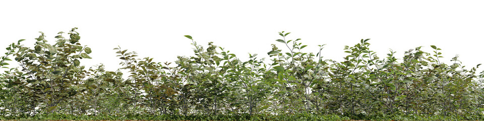 Fototapeta premium Evergreen Tree and grass field in nature, Trees on garden in summer, Tropical forest isolated on transparent background - PNG file, 3D rendering illustration for create and design or etc