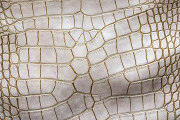 Foto op Plexiglas White crocodile or aligator leather texture. Abstract hide background. © Eugene_Photo