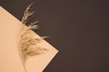 Dry branch of fluffy pampas grass on beige background. Monochrome concept. Decor in the style of...