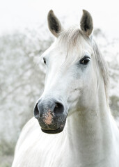 Obraz na płótnie Canvas A Portrait Of A White Horse