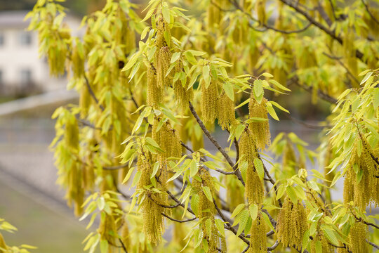 Flowers and young leaves of sawtooth oak (Acorn tree)