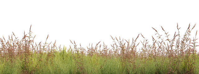 Evergreen flowers and grass field in nature,  Flowres on garden in springtime, Tropical forest isolated on transparent background - PNG file, 3D rendering illustration for create and design or etc