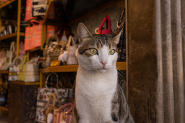 Sitzende Katze.