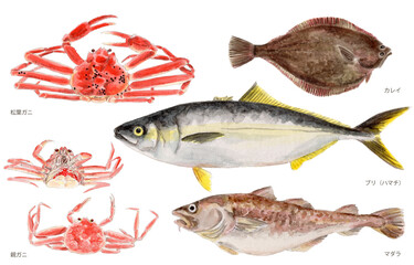 鳥取県四季の県魚（冬）手描き水彩画