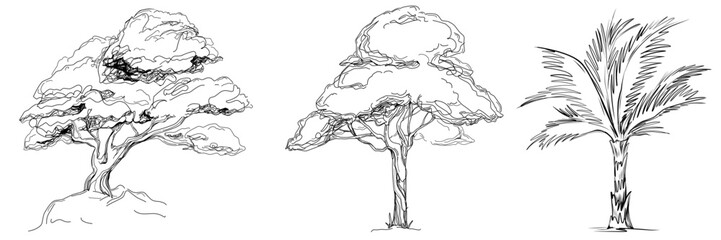 Tropical tree with leaves, black silhouettes isolated on white background. Vector