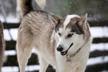 Siberian Husky dog black and white colour with blue eyes winter. 