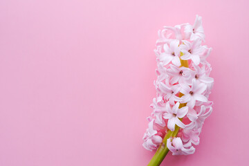 Pink delicate hyacinths on a pink monochrome background. Flat lay, top view, copy space.