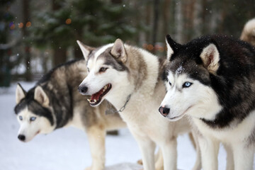 Portrait of a Siberian Husky close-up, side view of the head of a Siberian Husky with a red-white coat color and blue eyes, a breed of sled dogs. Husky dog for a walk outdoors, blurred background