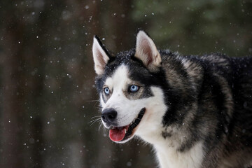 Siberian Husky dog black and white colour with blue eyes winter. 