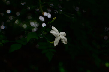 white Royal Jasmine flower on black background