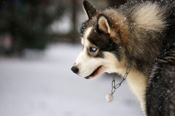 Portrait of a Siberian Husky close-up, side view of the head of a Siberian Husky with a red-white coat color and blue eyes, a breed of sled dogs. Husky dog for a walk outdoors, blurred background