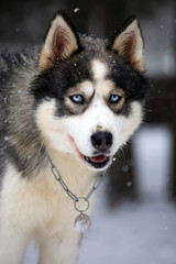 Siberian Husky dog black and white colour with blue eyes winter. 