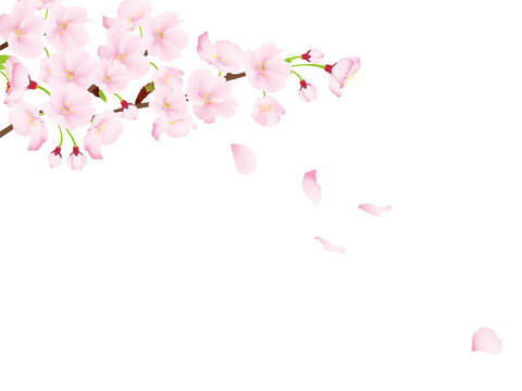 桜のイメージイラスト