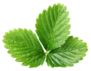 Single green strawberry leaf isolated on transparent background