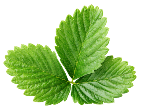Single green strawberry leaf isolated on transparent background