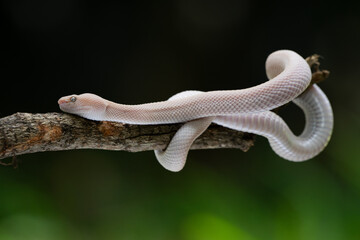 A bright pink mangrove pit viper Trimeresurus purpureomaculatus slithering on a branch edge with bokeh background 