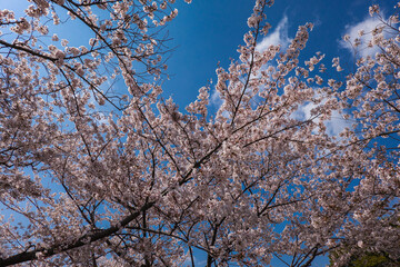 日本の春と桜景色