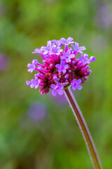 Verbena flowers blossom in the field.