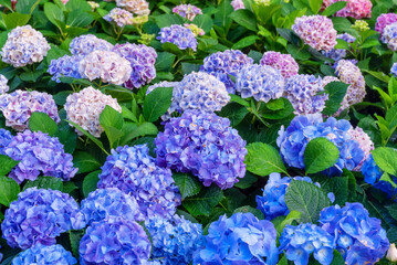 Blooming Hydrangeas flowers