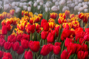 Blooming Tulips Flowers in the garden.