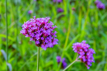 Verbena flowers blossom in the field.
