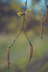 Close up birch tree catkins concept photo. Autumn forest. Hanging seed clusters. Front view photography with blurred background. High quality picture for wallpaper, travel blog, magazine, article