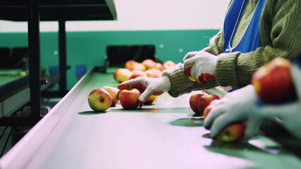 in an apple processing factory, workers in gloves sort apples. Ripe apples sorting by size and...