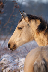 Portrait of a Yellow Horse