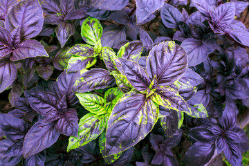Purple field basil with stems, leaves, flowers, seeds. Fresh herbs for spices and cooking. Sweet basil in the garden bed.