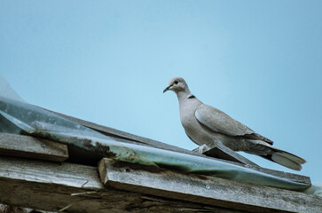 Pigeon on the roof