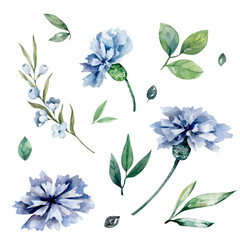 Fototapeta na wymiar Cornflowers watercolor illustration. Blue field flowers